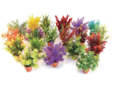 Rosewood Sydeco Assorted Coloured Potted Aquaplant - Small For Discount