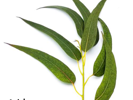 1 Pound Combo Pack - Branches & Leaves - Organic Eucalyptus Supply